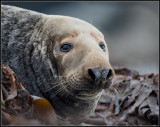 Grey Seal / Grijze Zeehond