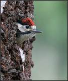 Great Spotted Woodpecker / Grote Bonte Specht