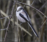 Long-tailed tit / Staartmees