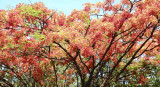flame of the forest_DSF4016.jpg