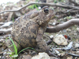 Crapaud dAmrique, Massif-du-Sud