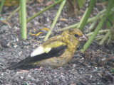 Gros-bec errant juvnile mle, St-Onsime-dIxworth