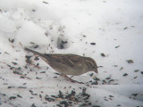 Moineau domestique, St-Onsime-dIxworth