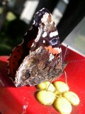 Papillon, St-Onsime-dIxworth