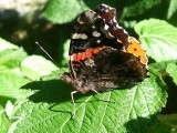 Papillon, St-Onsime-dIxworth