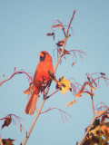 Cardinal rouge, La Pocatire