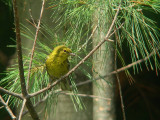 Paruline des pins, Trois-Rivires