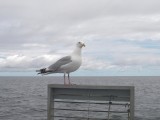 Goland argent, Golfe du Saint-Laurent