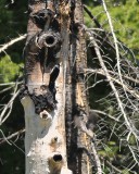 Black-backed Woodpecker exchange nest duty