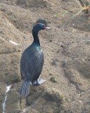 Pelagic Cormorant