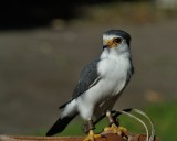 Pygmy Falcon