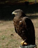 Ferruginous Hawk dark morph