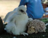 Downy White Gyrfalcon