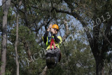 Flying Fox (130).jpg