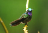 purple-throated mountain-gem