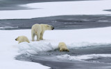 Polar bears