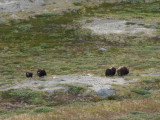 Musk ox