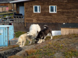 Pond Inlet, Baffin Island