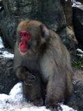 Japanese Macaque