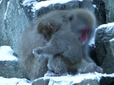Japanese Macaque