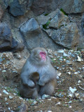 Japanese Macaque