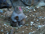 Japanese Macaque