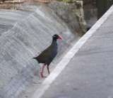  Okinawa Rail
