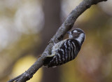 Japanese Pygmy Woodpecker