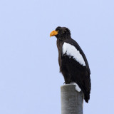  Stellers Sea Eagle