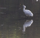 Black-faced Spoonbill