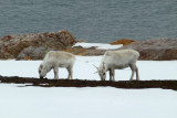 Spitsbergen reindeer
