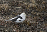 Snow Bunting