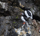 Atlantic Puffin with Thick-billed Murres