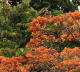 Hispaniolan Parakeets in flame tree