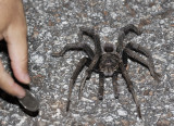 Hispaniolan Giant Tarantula