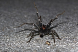 Hispaniolan Giant Tarantula