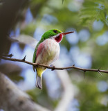Broad-billed Tody