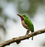 Broad-billed Tody