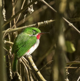 Narrow-billed Tody