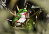 Narrow-billed Tody