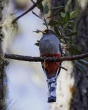 Hispaniolan Trogon female 