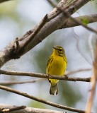 Prairie Warbler