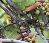 Palmchat