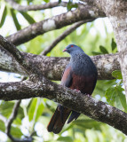 Goliath Imperial Pigeon, New Caledonia