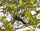 Pacific Imperial Pigeon,  Vanuatu