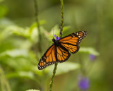 Monarch Butterfly, Vanuatu 