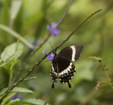 Swallowtail Butterfly,Vanuatu