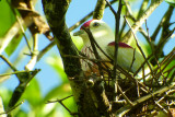 Many-colored Fruit Dove on nest, Fiji