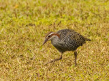 , Buff-banded Rail on grounds of the RLS museum,  Apia, Samoa