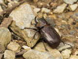 Rhinocerous Beetle, Asa Wright, Trinidad